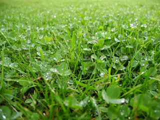 Dew transparent drops on the green grass full screen