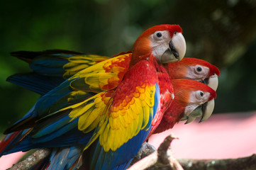 Guacamayas rojas