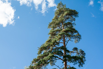 Pine tree on blue sky background at summer in Finland.