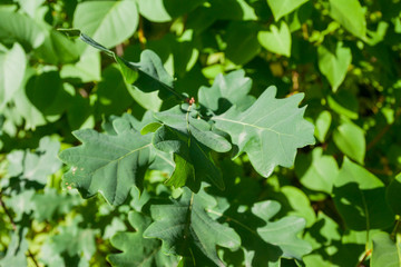 Obraz premium Oak green leaf background at summer forest in Finland. Natural texture.