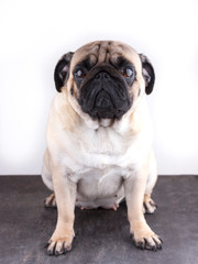 Obraz premium Dog pug close-up with sad brown eyes. Portrait on white background