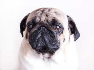 Obraz premium Dog pug close-up with sad brown eyes. Portrait on white background