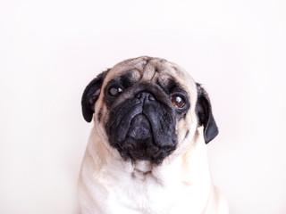 Dog pug close-up with sad brown eyes. Portrait on white background