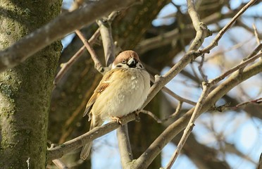 Sparrow on tree branch in winter season,  closeup
