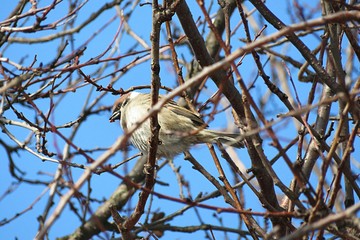 Sparrow on tree in winter season