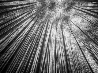 Amazing wide angle view of the Bamboo Forest in Kamakura