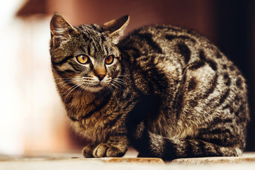 Cute stray cat portrait