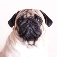 Dog pug close-up with sad brown eyes. Portrait on white background