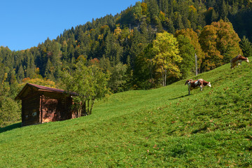 Rural mountain view with old barn and cows at the meadow near Lauterbrunnen village in Switzerland.