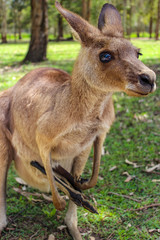 kangaroo mother with baby in bag, australian animal portrait