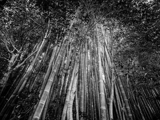 The tall bamboo trees of Kamakura - a wonderful place