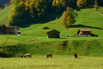 Autumn scene of the mountainside with the old wooden barns and cows on the meadow in Lauterbrunnen  valley in Switzerland.