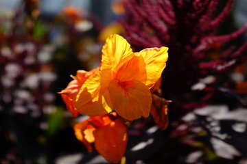 Autumn orange sunny flower