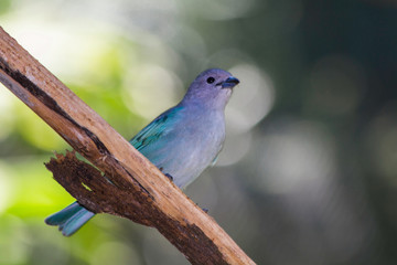 Passaro azul