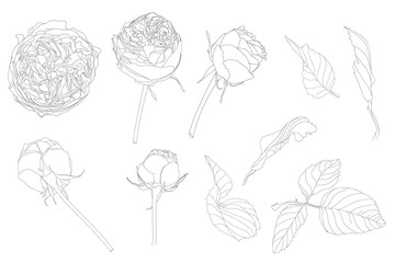 Set of isolated rose and leaves. Cute flower illustration in hand drawn style. Presented in black outline and white plane on white background.
