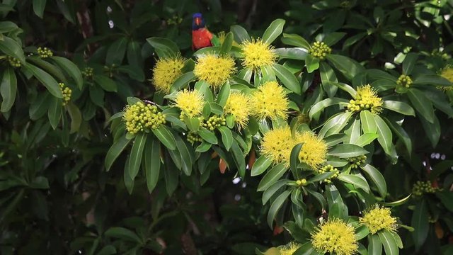 Rainbow lorikeet and the flowers of the golden penda tree (Xanthostemon chrysanthus) summer  spring