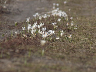 white flowers in spring