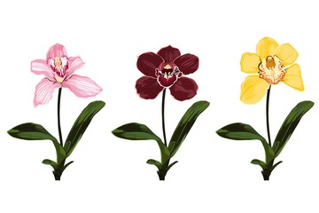 Collection of colorful orchid flowers. Plants branches for your design isolated on white background.