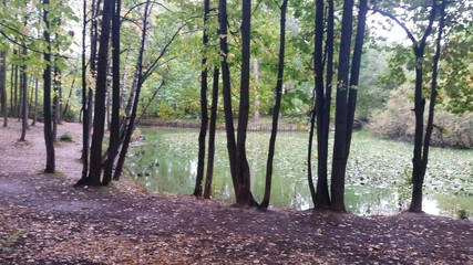 An Autumn pond in Moscow