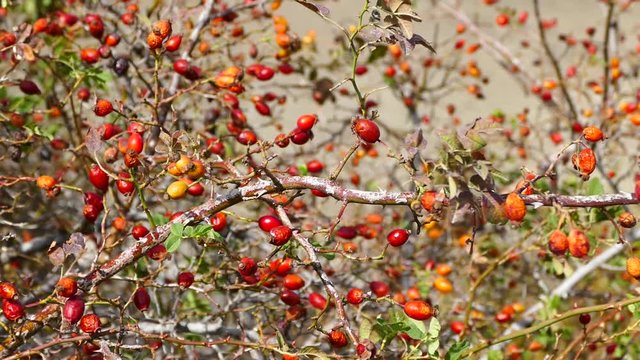 rosehip fruit swaying with the wind, red ripe fruit of rosehip,