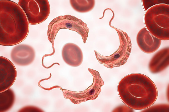 Trypanosoma brucei parasites, 3D illustration. A protozoan that is transmitted by tse-tse fly and causes African sleeping sickness