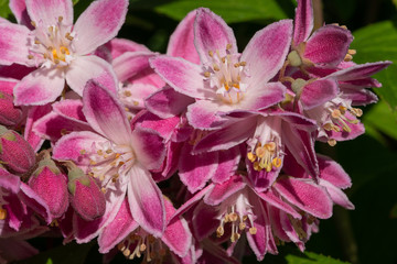 Strawberry Deutzia, Deutzia hybrida