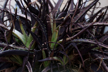 Aloe vera muerta