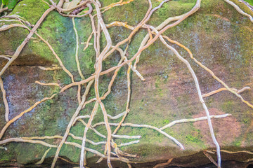 Orchid roots cover stone with green mossy background. Tangled background with wild orchid root on mossy stone.
