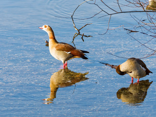 Nilgänse - Alopochen aegyptiaca