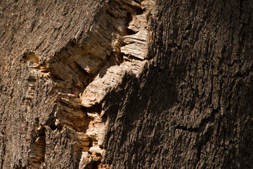 Azinheira e cortiça