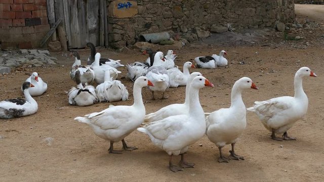 domestic village geese, geese in the village are resting in groups,