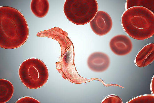 Trypanosoma cruzi parasite, 3D illustration. A protozoan that causes Chagas' disease transmitted to humans by the bite of triatomine bug
