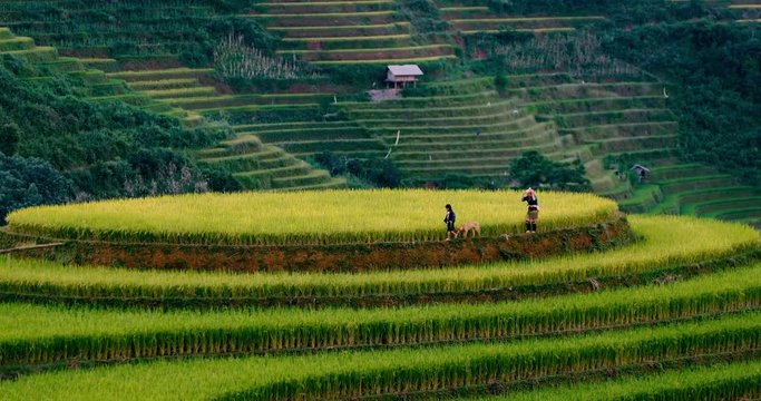 Vietnam landscapes with farmer on terraces rice field. Rice fields on terraced of Sapa, Lao Cai. Royalty high-quality free stock footage of beautiful terrace rice fields prepare harvest at Vietnam