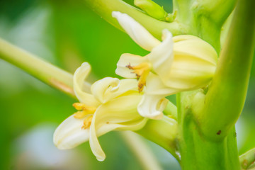 White papaya flowers on treetop. Organic papaya flower on the tree. Papaya plantation and...