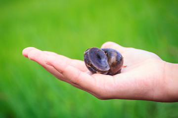 Golden applesnail or Channeled applesnail (Pomacea canaliculata) is picked by hand with the green rice field background. It is alien freshwater mollusk that is a major rice enemy. Disposal concept.