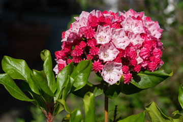 Fototapeta premium Mountain laurel, Kalmia latifolia