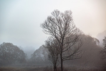 Obraz na płótnie Canvas Tree in fog