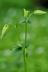Fototapeta premium Akelei - Aquilegia Knospen 