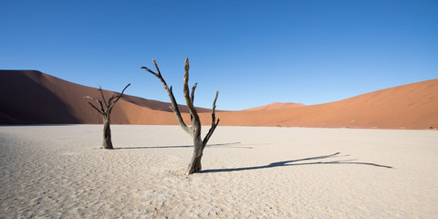 Silhouette portrait of dead tree in deadvlei, Sossusvlei, Namib Naukluft National Park Namibia