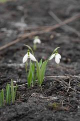Two snowdrops in the garden close to each with shallow depth of field