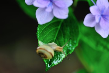 カタツムリと城の崎アジサイ