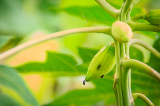Dwarf papaya due to lack of fertilizer and diseased. Papaya plantation and low productivity concept.