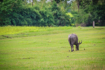 A buffalo is eating grass with birds in green grass field near the village. The water buffalo or domestic Asian water buffalo, now rarely use in rice farming due to coming of the tractor instead it.