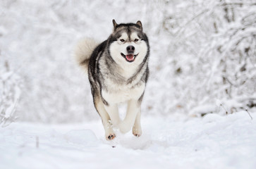 Alaskan Malamute dog on a winter walk in the snow