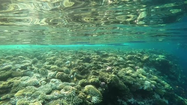 Slow motion underwater footage in the red sea with colorful fish