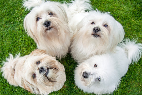 Four White Little Dogs