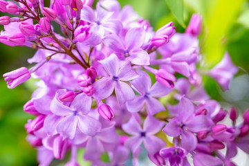 Fototapeta na wymiar Blooming purple lilac flowers background