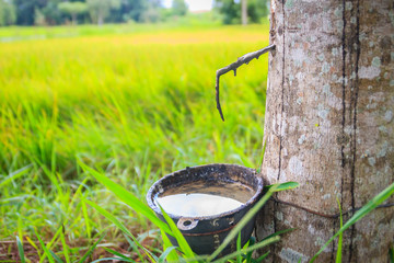 The problem of para rubber tapping during the rainy season. Tapping rubber in the rainy season is a...