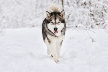 Alaskan Malamute dog on a winter walk in the snow