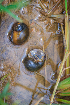 Golden applesnail or Channeled applesnail is the alien imported from abroad. The number is increasing and spread in almost all areas of Thailand. It is a freshwater mollusk that is a major rice enemy.